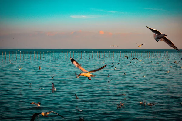 Seagull Evacuate Cold Northern Hemisphere Bangpu Samutprakarn Thailand Winter November — Stock Photo, Image