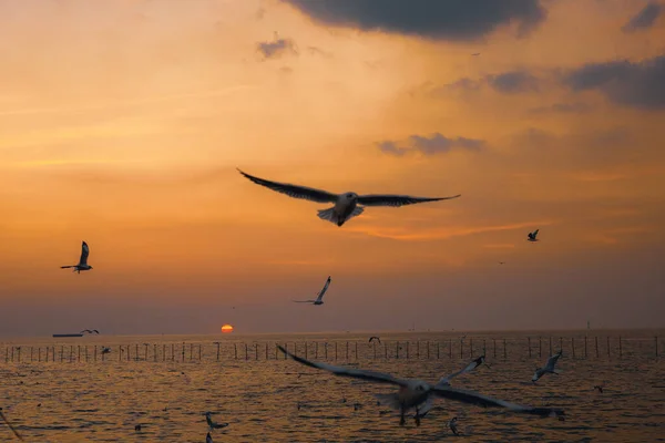 Focus Moving Seagull Seagull Evacuate Cold Northern Hemisphere Bangpu Samutprakarn — Stock Photo, Image