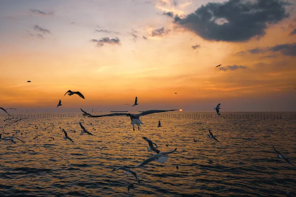 Las Gaviotas Evacuan Frío Del Hemisferio Norte Bangpu Samutprakarn Tailandia — Foto de Stock