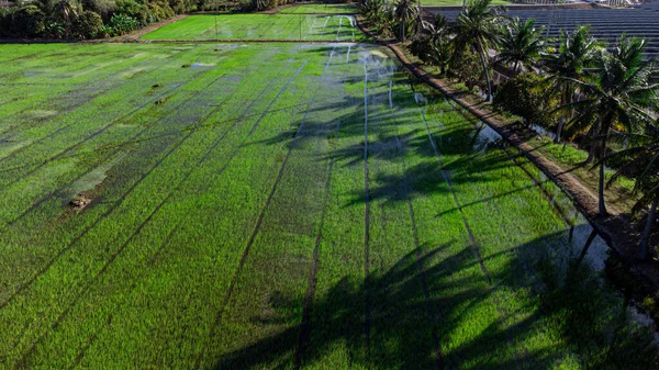 Landscape Rice Fields Water Rice Fields Coconut Palms Sides — Fotografia de Stock