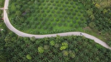 4K hava manzaralı güzel yol Tayland, Güneydoğu Asya 'daki bir yağ palmiyesinin ortasından geçiyor.