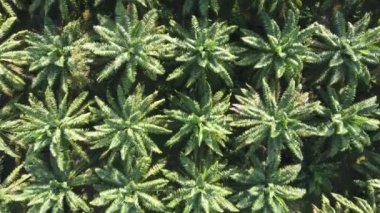 4K: Tayland, Güneydoğu Asya 'daki güzel yağ palmiyesi plantasyonu