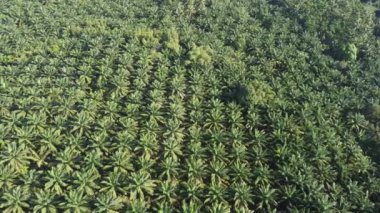 4K: Tayland, Güneydoğu Asya 'daki güzel yağ palmiyesi plantasyonu
