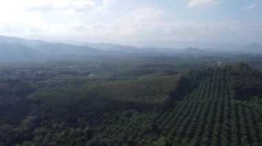 4K: Tayland, Güneydoğu Asya 'daki güzel yağ palmiyesi plantasyonu