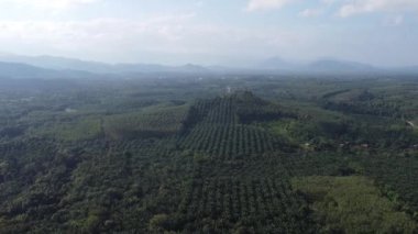 4K: Tayland, Güneydoğu Asya 'daki güzel yağ palmiyesi plantasyonu