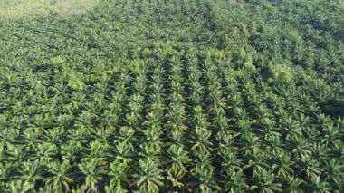 4K: Tayland, Güneydoğu Asya 'daki güzel yağ palmiyesi plantasyonu