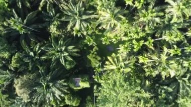 4K: Tayland, Güneydoğu Asya 'daki güzel yağ palmiyesi plantasyonu