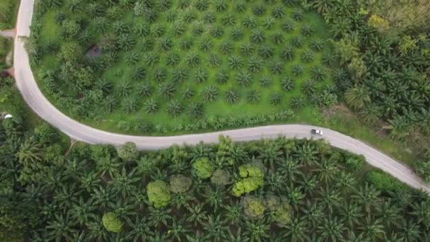 Flygfoto Vackra Vägar Skär Genom Mitten Oljepalmplantage Thailand Sydostasien — Stockvideo