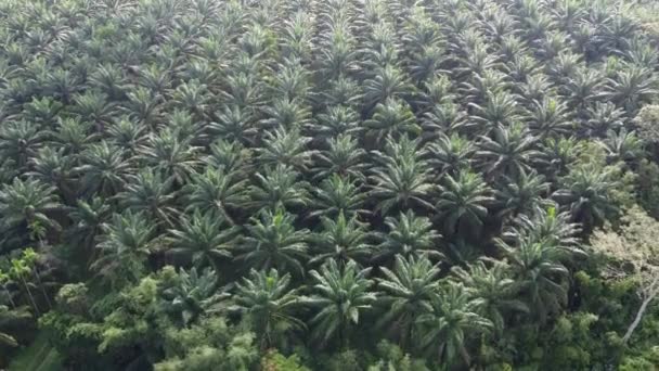 Tayland Güneydoğu Asya Daki Güzel Yağ Palmiyesi Plantasyonu — Stok video