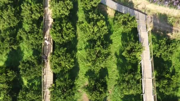 Auf Luftaufnahme Einer Schönen Straße Mitten Durch Eine Ölpalmenplantage Thailand — Stockvideo