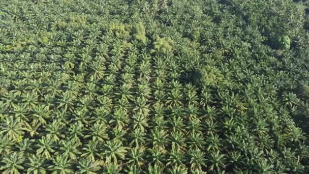 Aerial View Beautiful Oil Palm Plantation Thailand Південно Східна Азія — стокове відео