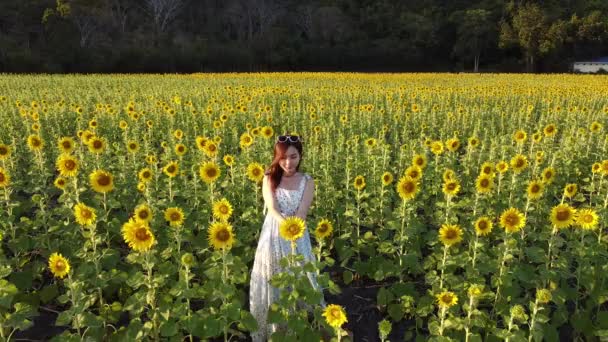 Dívku Slunečnice Pole Kvetoucí Areálního Pohledu Pozadím Západu Slunce Khao — Stock video