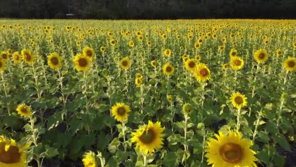 Deasupra Câmpului Floarea Soarelui Înflorire Din Vedere Areală Fundal Apus — Videoclip de stoc