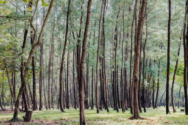 Laem 'deki Çam Ormanı Son Milli Parkı, Ranong, Tayland