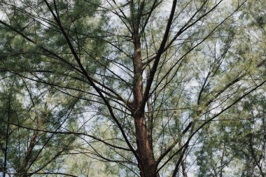 Laem 'deki Çam Ormanı Son Milli Parkı, Ranong, Tayland