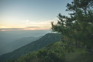 Sabahın doğuşu ve güzel Pinus Kesiya ağacı ve tepe vadisi. Tayland 'ın Loei bölgesindeki Phu ruea Ulusal Parkı' nın tepesinde. Fotoğraf alanı kopyala