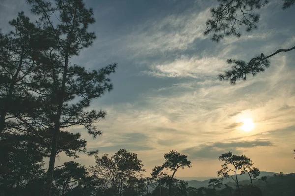 Siluet konsepti Sunset View Point in Phu Ruea Ulusal Parkı, Loei, Tayland Altın gökyüzü arka planı ve alacakaranlık tonunda pinus kesiya ağacı.