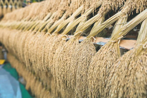 Reisfelder Wurde Von Landwirt Zur Pagode Gemacht — Stockfoto