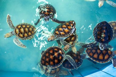 Sea turtle swims under water on pond in aquarium.