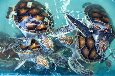 Deniz kaplumbağası akvaryumdaki gölette suyun altında yüzer..