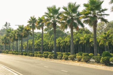 Songkhla parkında, Tayland 'da, chalatat plajına yakın bir yerde. Songkhla 'nın güzel klasik simgesi Hindistan cevizi ağacı ve yol yoludur..