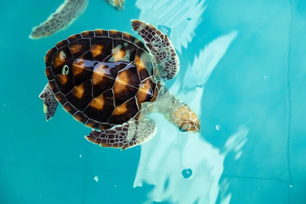 Sea Turtle Swims Water Pond Aquarium — Fotografia de Stock