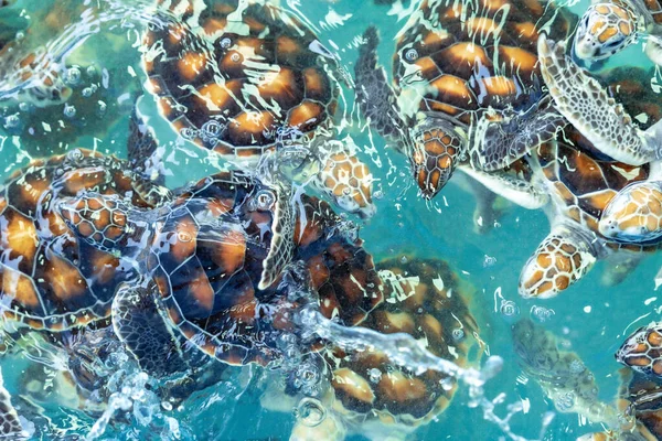 Tartaruga Marinha Nada Debaixo Água Lagoa Aquário — Fotografia de Stock