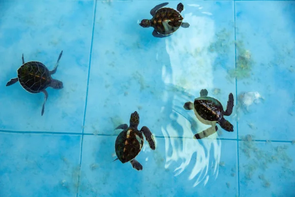 Meeresschildkröte Schwimmt Unter Wasser Auf Teich Aquarium — Stockfoto