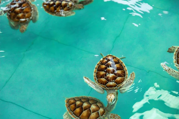 Sea Turtle Swims Water Pond Aquarium — Photo