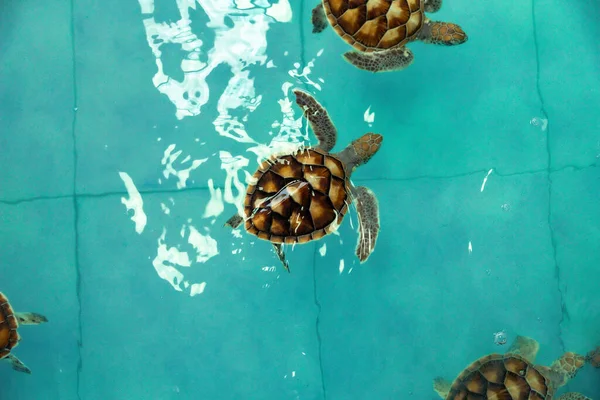 Sea Turtle Swims Water Pond Aquarium — Fotografia de Stock