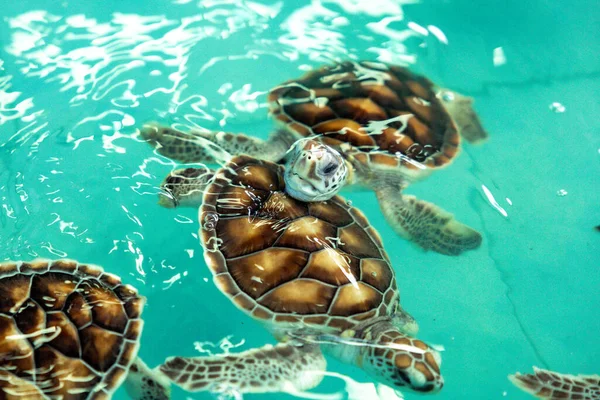 Sea Turtle Swims Water Pond Aquarium — Foto de Stock
