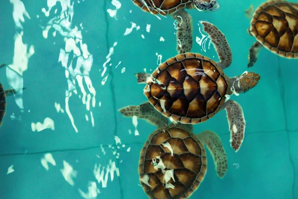 Sea Turtle Swims Water Pond Aquarium — Stockfoto