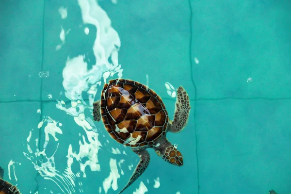 Sea Turtle Swims Water Pond Aquarium — Fotografia de Stock