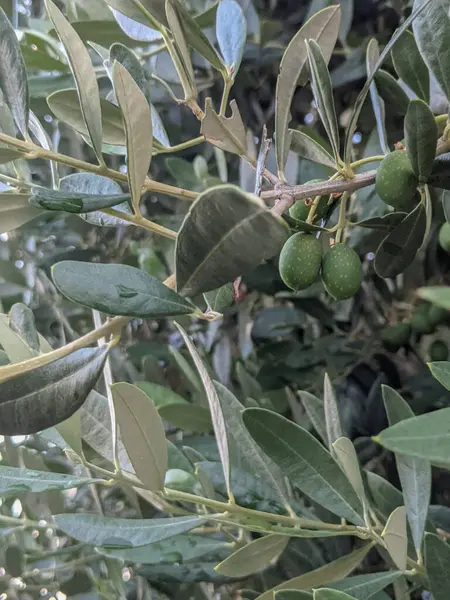 緑のオリーブの成長とオリーブの枝 果実のあるオリーブの木の枝 — ストック写真