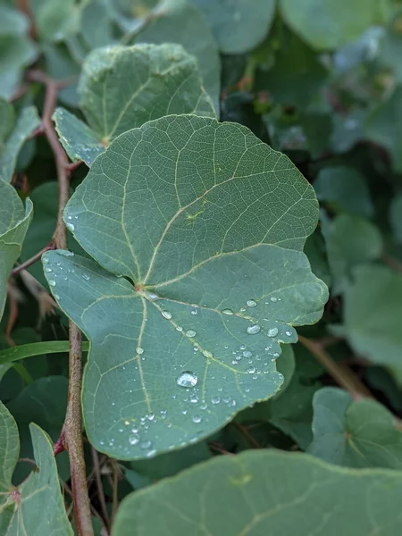 Краплі Дощу Зеленому Листі — стокове фото
