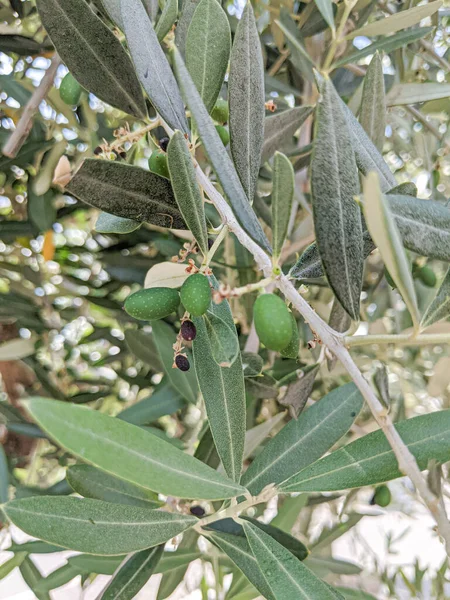 Frutti Dell Olivo Crescono Sul Ramo — Foto Stock