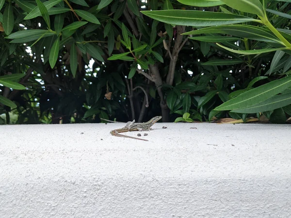 Kertenkele derisini döktü