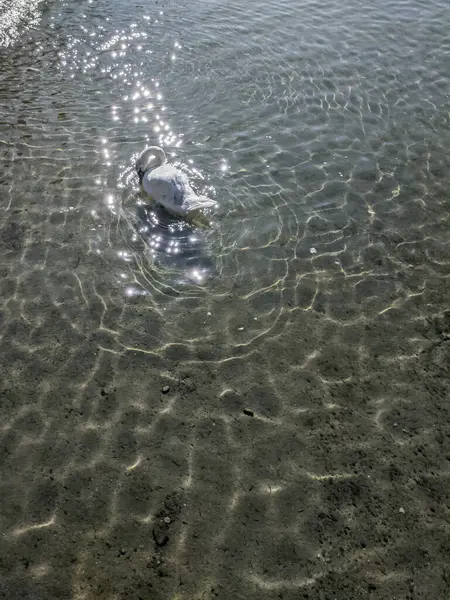 Swan Membersihkan Bulu Bulu Tepi Danau Bawah Sinar Matahari Yang — Stok Foto