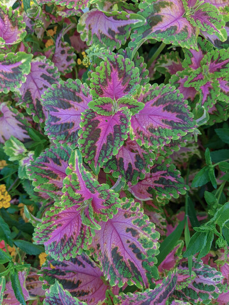 Coleus plant with pink and green leaves