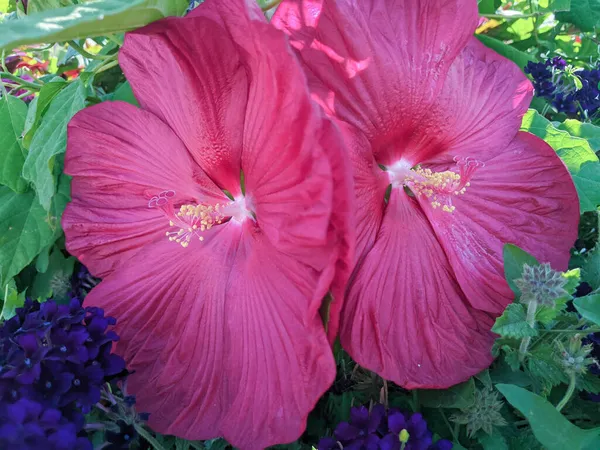 植物や花の豊かな自然の中で2つの美しいハイビスカスの花 — ストック写真