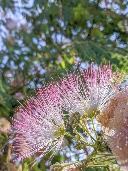 Albizia julibrissin ya da güneş ışığı altında açan pembe ipek ağacı