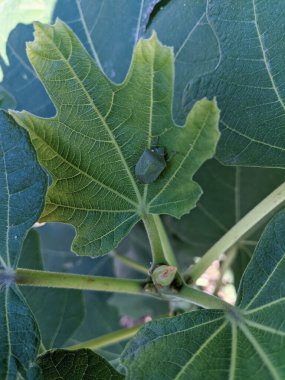 İncir yaprağında yeşil kokulu böcek