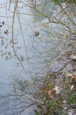 Wild nature on the riverside reflected on the water surface