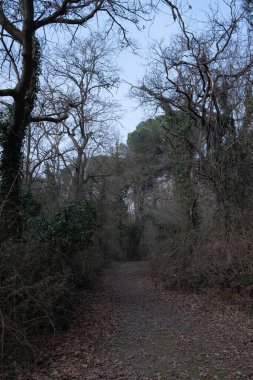 Güneşli bir bahar gününde ormanda patika, ilkbaharda vahşi doğa..