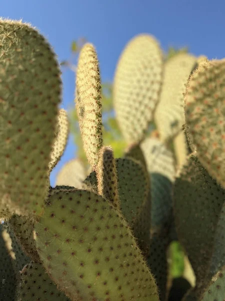 Güneşli bir günde kaktüs