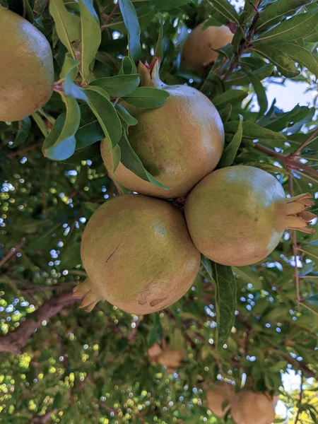Pomegranate Fruit Growing Tree — ストック写真