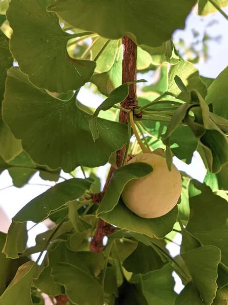 Fruits Ginkgo Tree — ストック写真