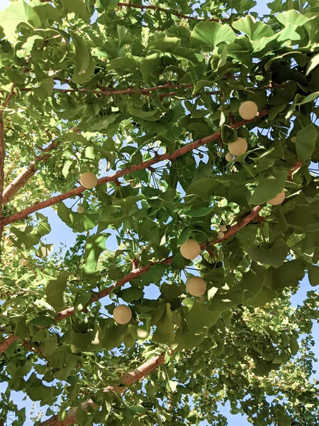 Fruits Ginkgo Biloba Tree — 图库照片