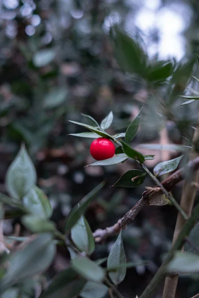 Red Globose Berry Ruscus Hypoglossum Shrub Ruscus Hypoglossum Christmas Decorations — стоковое фото