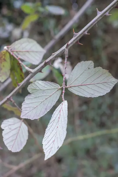Shrub Thorns Leaves Thorns Too — Stok Foto